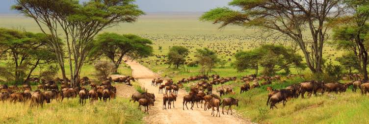 Journey to the Iconic Serengeti