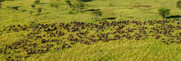 Sunrise Balloon Safari & Full-Day Game Drive in Serengeti National Park