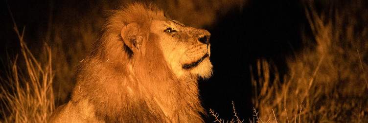Tarangire National Park to Serengeti National Park