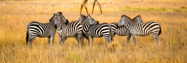 Serengeti National Park – Full Day Game Drive