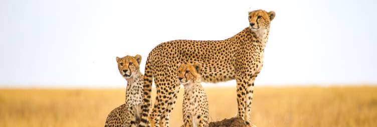 Serengeti National Park - Into the Heart of the Wild