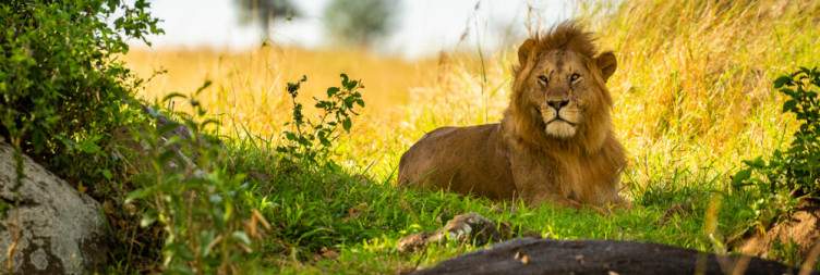Arusha - Serengeti National Park