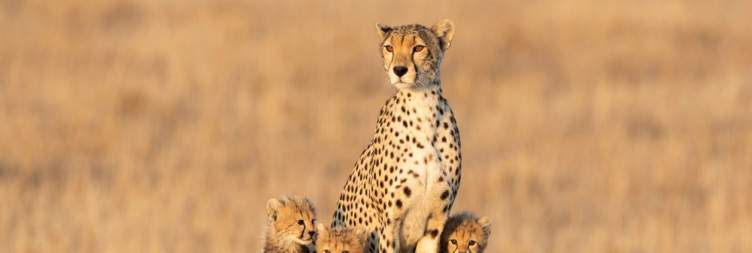 Game drive in Serengeti National Park