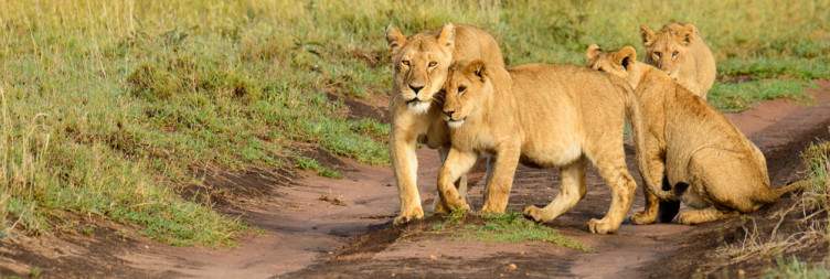 Serengeti Adventure Game Drives