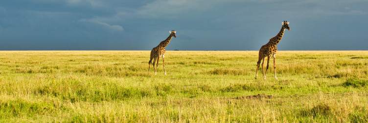 Serengeti Fly Out to Zanzibar