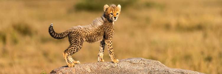 Deeper into the heart of the Serengeti