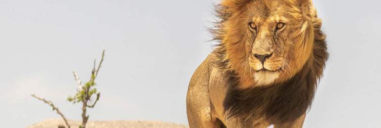 Game drive in Serengeti National Park