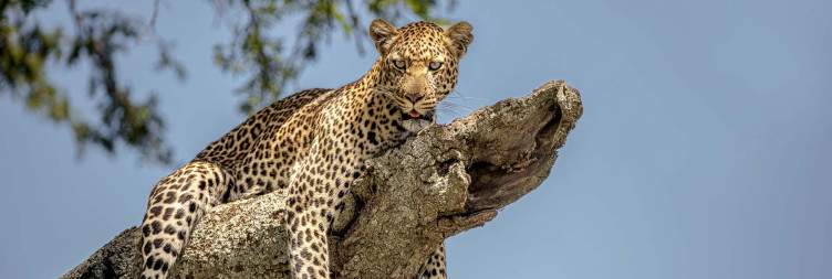 Full-Day Serengeti Game Drives – Spot the Big Five