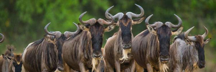 Serengeti National Park