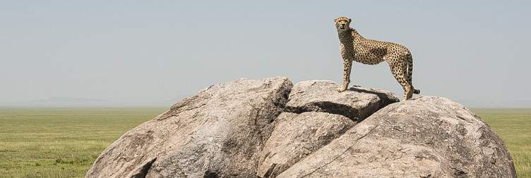 Ndutu Safari Adventure, Witness the Great Migration & Overnight in Karatu