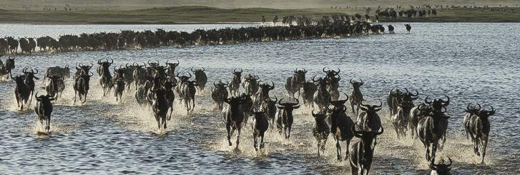 Guided Game Drive southern Serengeti