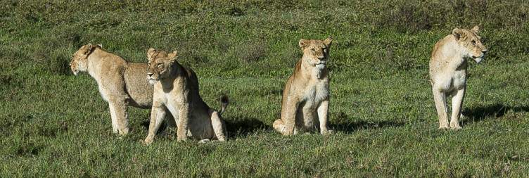 Lake Manyara NP to Southern Serengeti(Ndutu)