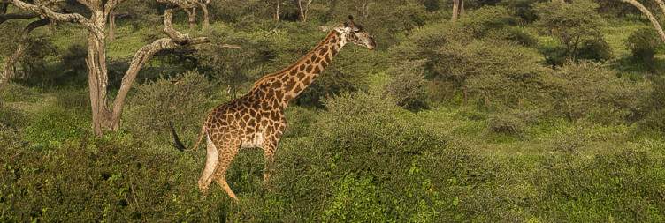 Arusha - Southern Serengeti National Park