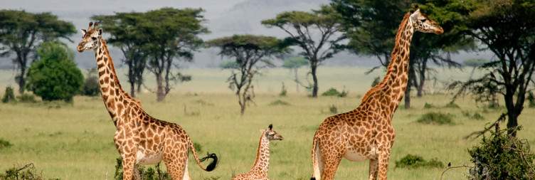 Serengeti NP to Arusha City