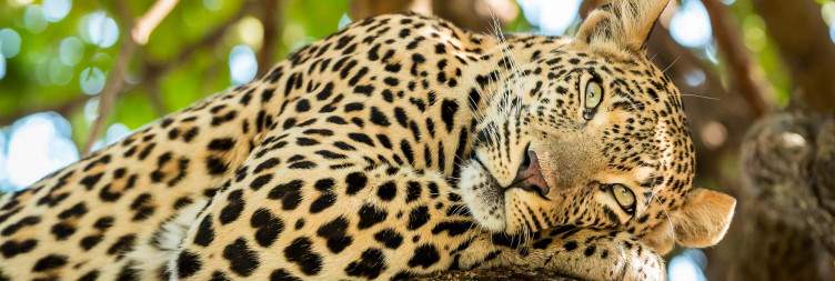 Ndutu Safari Adventure, Witness Wildebeest Calving & Predator Action in the Southern Serengeti