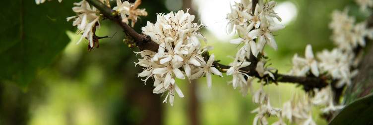 Nature & Spices