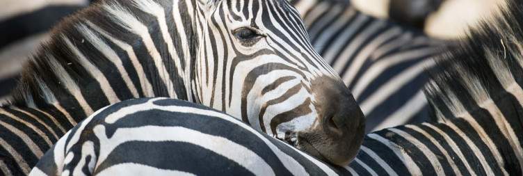 Ngorongoro Crater to Tarangire