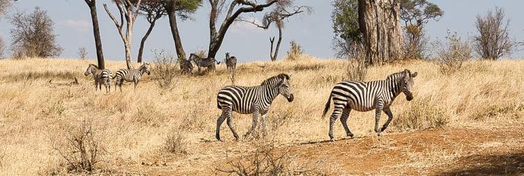 Tarangire National Park