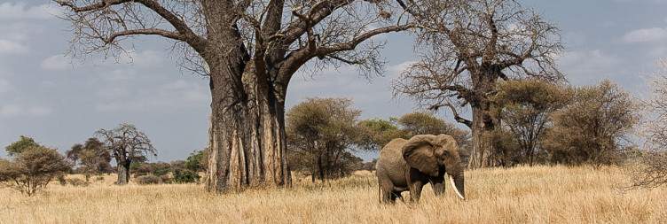 Arusha to Tarangire National Park