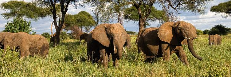 Arusha to Tarangire National Park