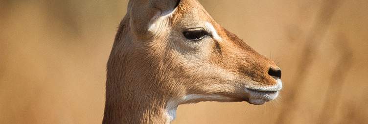 Full-Day Game Drive in Tarangire National Park