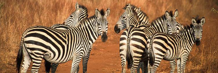 Arusha- Tarangire National Park