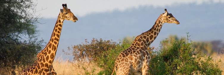 Arusha to Tarangire National Park