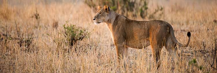 Arusha - Tarangire National Park