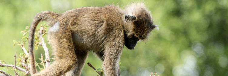 Lake Manyara and Tarangire National Park Wild Treasures