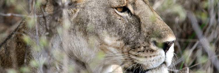 Moshi to Tarangire National Park