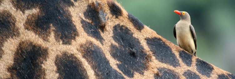 Arusha