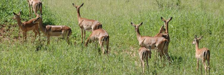 Arusha - Tarangire National Park