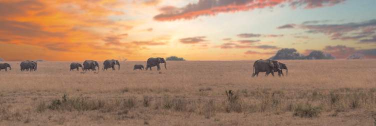 Tarangire National Park