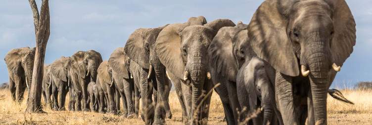 Further Discovery in Tarangire