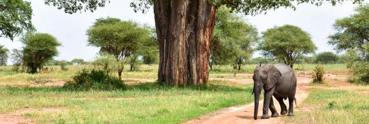 Tarangire National Park