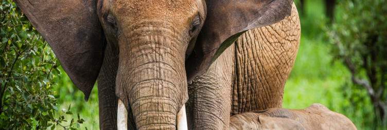 Arusha - Tarangire National Park