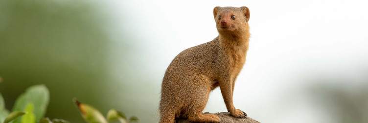 Tarangire National Park