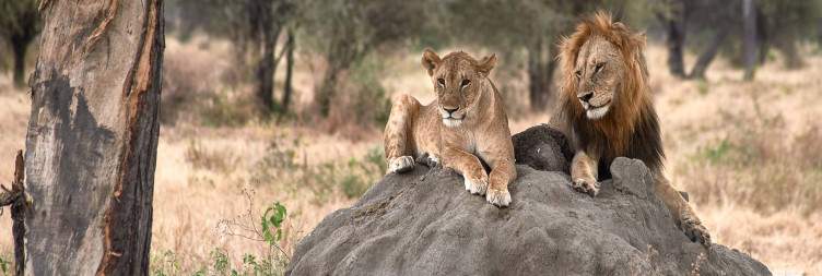 Arusha to Tarangire National Park