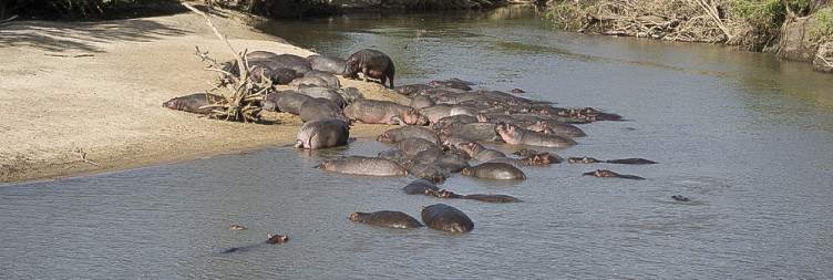 Transfer from western corrido to Central Serengeti NP