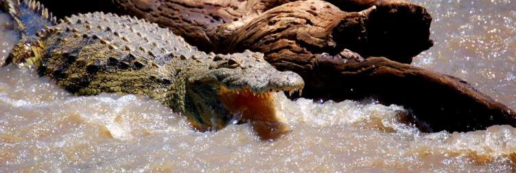 Transfer from Central Serengeti NP to Serengeti National Park Specifically western corrido