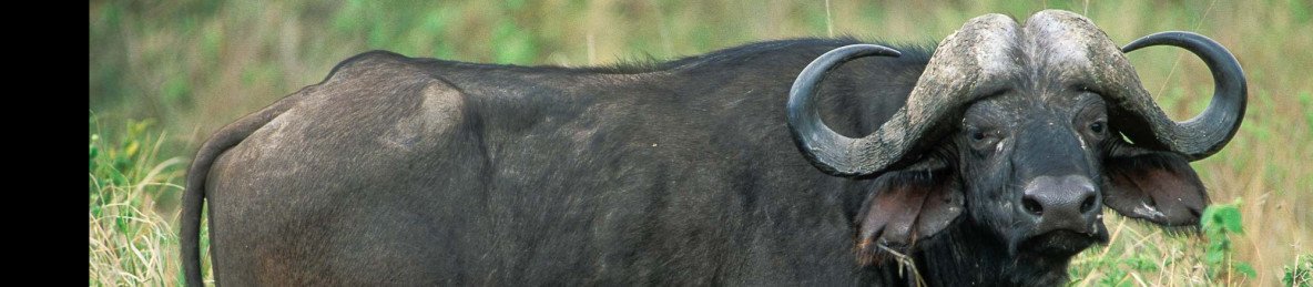 3-Day Catchy Wild Safari in Tanzania