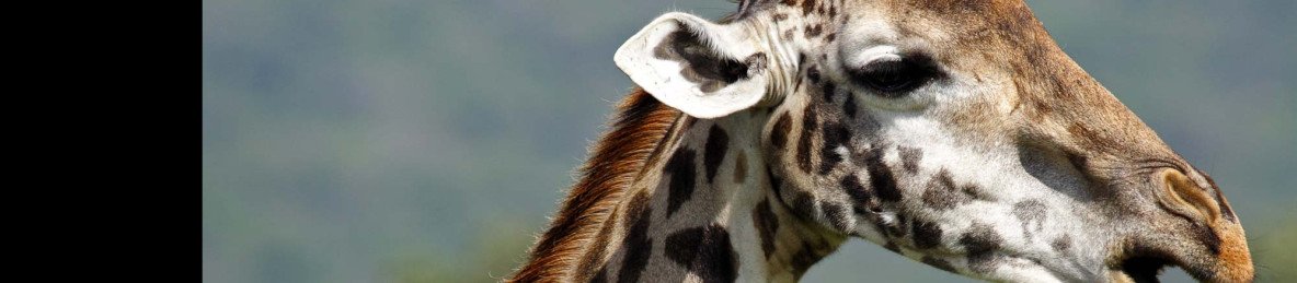 5-Day Best of Northern Tanzania Private Safari