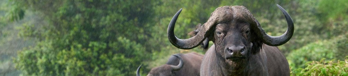 1-Day Arusha National Park
