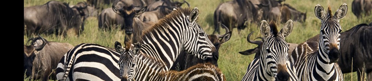 5-Day Tanzania Safari- Calving Season Ndutu Area