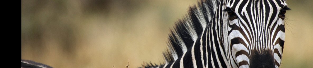 2-Day Fly into Tarangire & Ngorongoro Luxury Safari