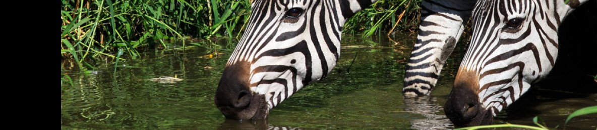 4-Day Safari by Bus from Dar -Tarangire, Crater &Manyara