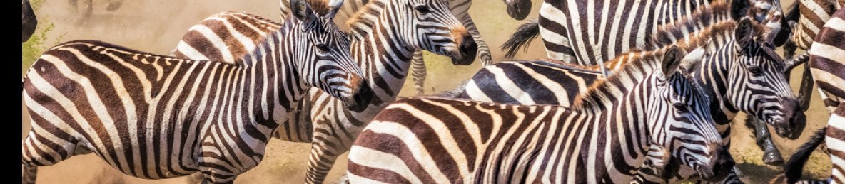 6-Day Mid-Range Honeymoon Fly-in to Serengeti Migration