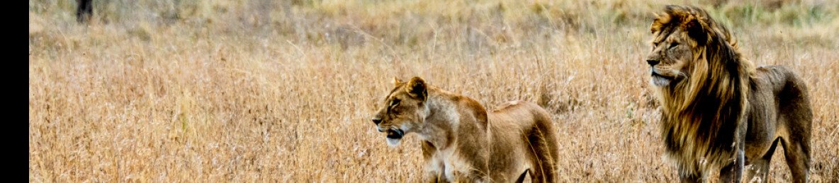 6-Day Day Luxury Honeymoon Safari -Tanzania Premium Park