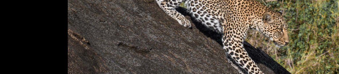 12-Day Combine Mt Kilimanjaro & Tanzania Safari