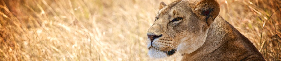 3-Day Fly-in Serengeti and Ngorongoro from Zanzibar